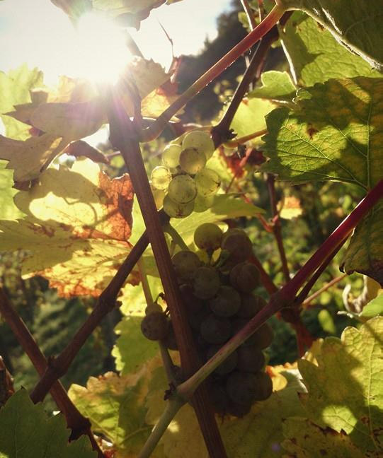 Weine von der sonnigen Terrassenmosel