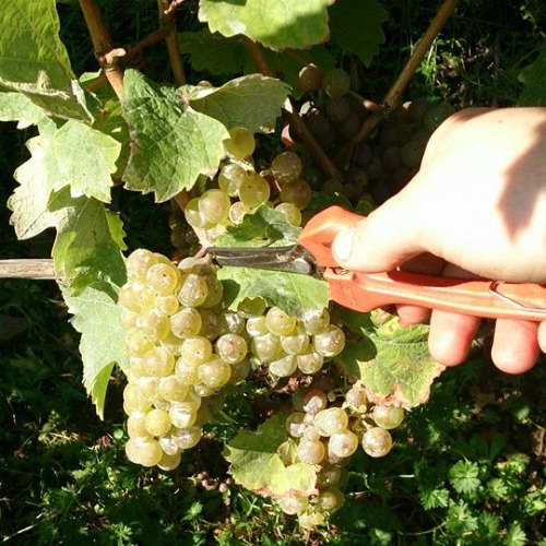 Riesling-Trauben bei der Lese